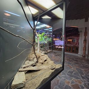 Toledo, Promedica Museum - Hall of Venom, Gila monster