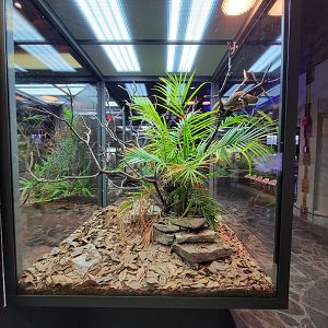 Toledo, Promedica Museum - Hall of Venom, Blanding's tree snake, Toxicodryas blandingii