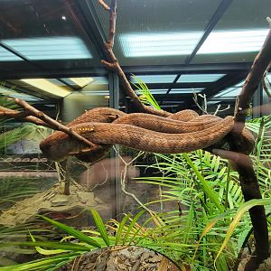 Toledo, Promedica Museum - Hall of Venom, Blanding's tree snake, Toxicodryas blandingii