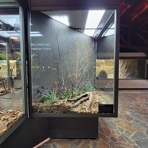 Toledo, Promedica Museum - Hall of Venom, Western hognose, Heterodon nasicus