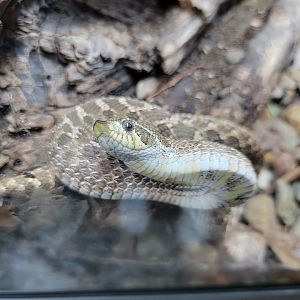 Toledo, Promedica Museum - Hall of Venom, Western hognose, Heterodon nasicus