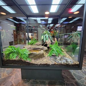 Toledo, Promedica Museum - Hall of Venom, False water cobra, Hydrodynastes gigas