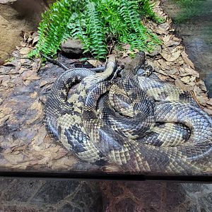 Toledo, Promedica Museum - Hall of Venom, False water cobra, Hydrodynastes gigas
