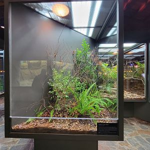 Toledo, Promedica Museum - Hall of Venom, Paradise flying snake, Chrysopelea paradisi