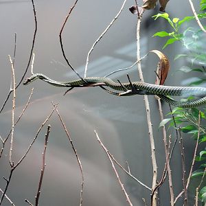 Toledo, Promedica Museum - Hall of Venom, Paradise flying snake, Chrysopelea paradisi