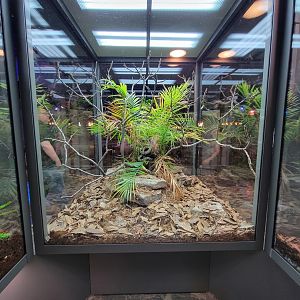 Toledo, Promedica Museum - Hall of Venom, Blanding's tree snake, Toxicodryas blandingii