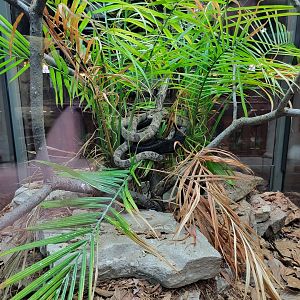 Toledo, Promedica Museum - Hall of Venom, Blanding's tree snake, Toxicodryas blandingii