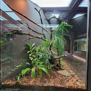 Toledo, Promedica Museum - Hall of Venom, Mangrove snake, Boiga dendrophila
