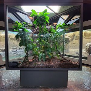 Toledo, Promedica Museum - Hall of Venom, Asian vine snake, Ahaetulla prasina