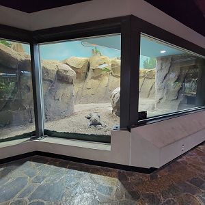 Toledo, Promedica Museum - Hall of Venom, Komodo dragon