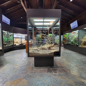Toledo, Promedica Museum - Venomous Snakes room, Inland taipan in center
