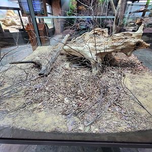 Toledo, Promedica Museum - Venomous Snakes, Inland taipan, Oxyuranus microlepidotus