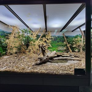 Toledo, Promedica Museum - Venomous Snakes, King cobra, Ophiophagus hannah