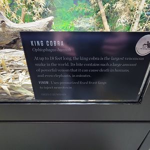 Toledo, Promedica Museum - Venomous Snakes, signage example (King cobra, Ophiophagus hannah)