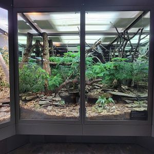 Toledo, Promedica Museum - Venomous Snakes, Mangshan pit viper, Protobothrops mangshanensis