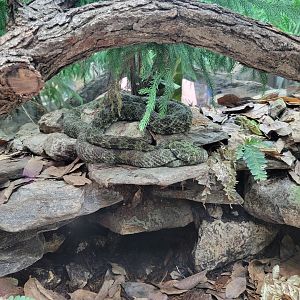 Toledo, Promedica Museum - Venomous Snakes, Mangshan pit viper, Protobothrops mangshanensis