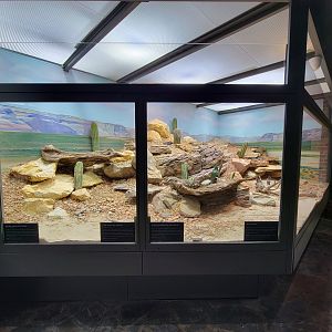 Toledo, Promedica Museum - Venomous Snakes, Large rattlesnake exhibit