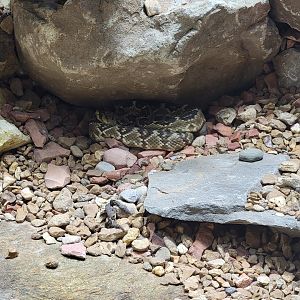 Toledo, Promedica Museum - Venomous Snakes, Large rattlesnake exhibit, Black-tailed rattlesnake