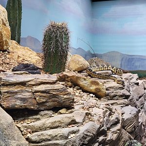 Toledo, Promedica Museum - Venomous Snakes, Large rattlesnake exhibit, Arizona black rattlesnake and Black-tailed rattlesnake