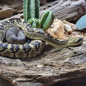 Toledo, Promedica Museum - Venomous Snakes, Large rattlesnake exhibit, Black-tailed rattlesnake