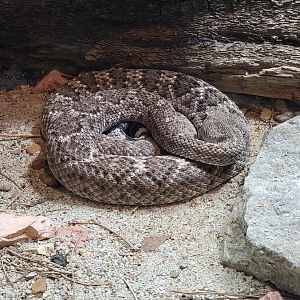 Toledo, Promedica Museum - Venomous Snakes, Large rattlesnake exhibit, Western diamondback rattlesnake