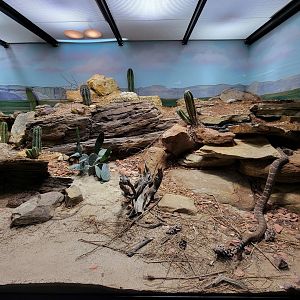 Toledo, Promedica Museum - Venomous Snakes, Large rattlesnake exhibit