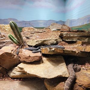 Toledo, Promedica Museum - Venomous Snakes, Large rattlesnake exhibit