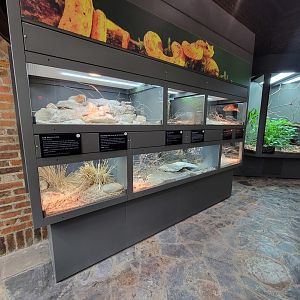 Toledo, Promedica Museum - Venomous Snakes, row of smaller species