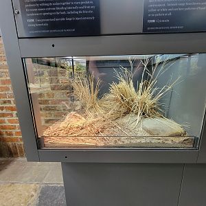 Toledo, Promedica Museum - Venomous Snakes, Saw-scaled viper, Echis carinatus