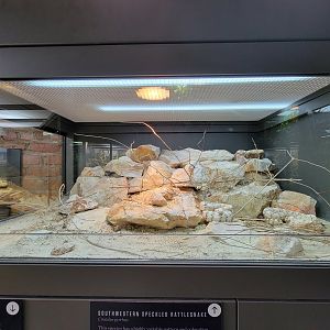 Toledo, Promedica Museum - Venomous Snakes, Southwestern specled rattlesnake, Crotalus pyrrhus