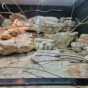 Toledo, Promedica Museum - Venomous Snakes, Southwestern specled rattlesnake, Crotalus pyrrhus