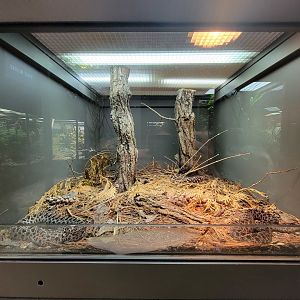 Toledo, Promedica Museum - Venomous Snakes, Pygmy rattlesnake, Sistrurus miliarius