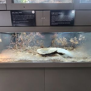 Toledo, Promedica Museum - Venomous Snakes, Cape coral cobra, Aspidelaps lubricus