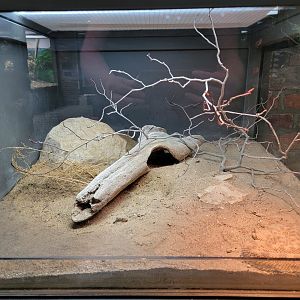 Toledo, Promedica Museum - Venomous Snakes, Desert horned viper, Cerastes cerastes