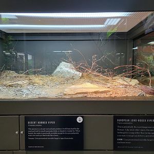Toledo, Promedica Museum - Venomous Snakes, Horned viper / European long-nosed viper, Vipera ammodytes