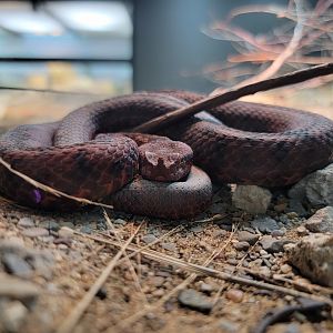 Toledo, Promedica Museum - Venomous Snakes, Horned viper / European long-nosed viper, Vipera ammodytes