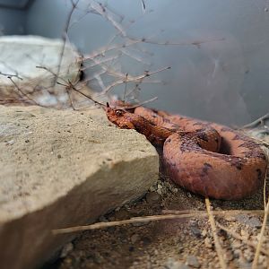 Toledo, Promedica Museum - Venomous Snakes, Horned viper / European long-nosed viper, Vipera ammodytes