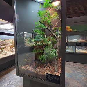 Toledo, Promedica Museum - Venomous Snakes, Mangrove viper, Trimeresurus purpureomaculatus