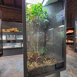 Toledo, Promedica Museum - Venomous Snakes, Trimeresurus insularis (White-lipped island pit viper, or various other names)