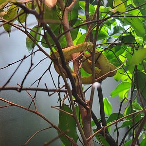 Toledo, Promedica Museum - Venomous Snakes, Trimeresurus insularis (White-lipped island pit viper, or various other names)