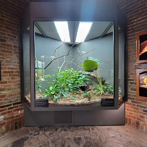 Toledo, Promedica Museum - Venomous Snakes, Southern American bushmaster (Lachesis muta) and green and black PDF