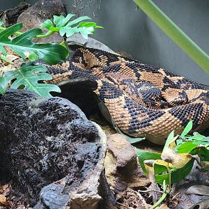 Toledo, Promedica Museum - Venomous Snakes, Southern American bushmaster (Lachesis muta)