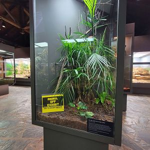 Toledo, Promedica Museum - Venomous Snakes, Yellow-blotched palm viper, Bothriechis aurifer (off exhibit)