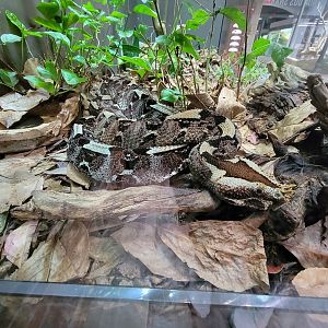 Toledo, Promedica Museum - Venomous Snakes, Rhinoceros viper, Bitis nasicornis