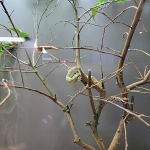 Toledo, Promedica Museum - Venomous Snakes, Variable bush viper, Atheris squamigera