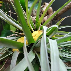 Toledo, Promedica Museum - Venomous Snakes, Eyelash pit viper, Bothriechis schlegelii