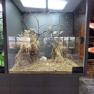 Toledo, Promedica Museum - Venomous Snakes, Russell's viper, Daboia russelii