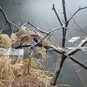 Toledo, Promedica Museum - Venomous Snakes, Russell's viper, Daboia russelii