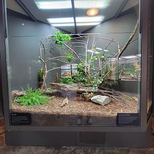 Toledo, Promedica Museum - Venomous Snakes, Puff adder (Bitis arietans) and Western green mamba (Dendroaspis viridis)