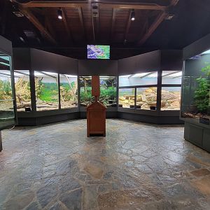 Toledo, Promedica Museum - Venomous Snakes, left wall (king cobra, mangshan, rattlesnakes)